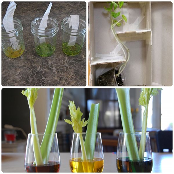 3 experimentos infantiles con plantas