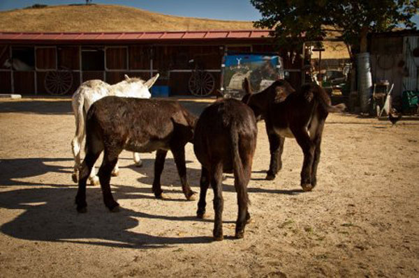 Burrolandia