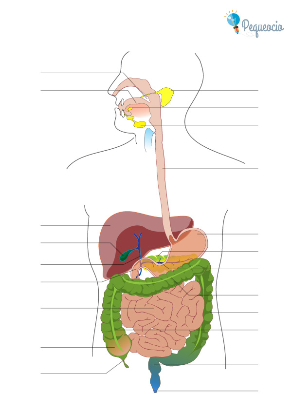 Aparato Digestivo