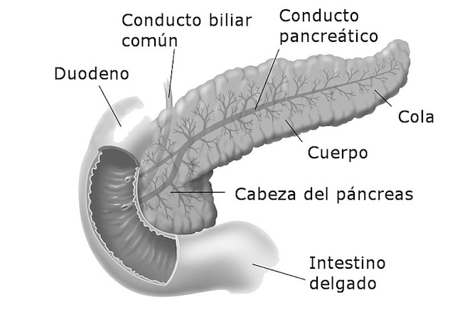 Cómo Funciona El Aparato Digestivo