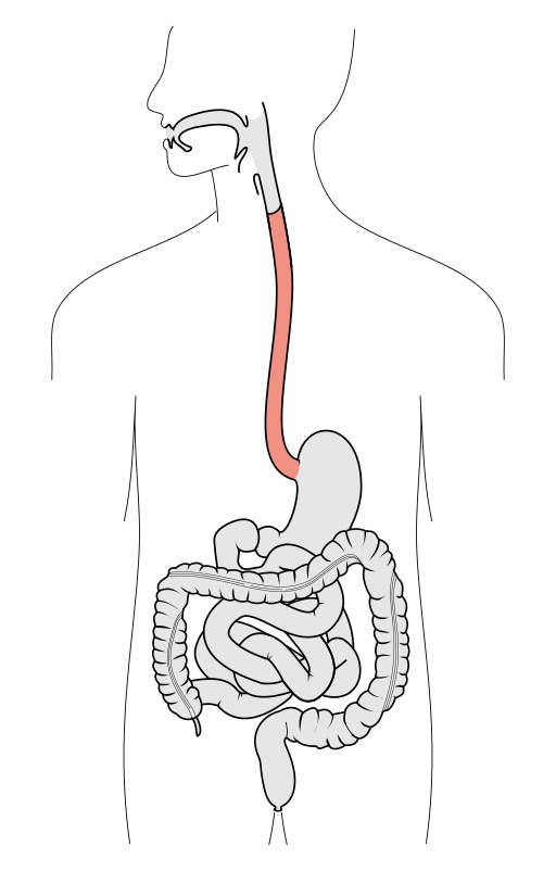 Órganos Del Sistema Digestivo