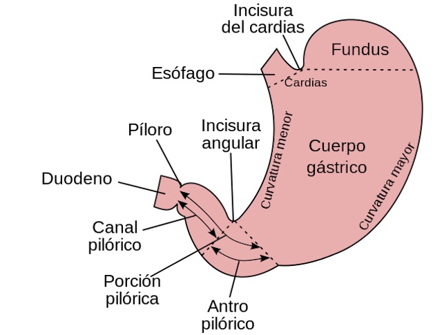 Aparato Digestivo Partes