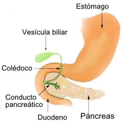 Sistema O Aparato Digestivo