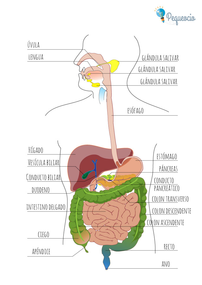 Aparato Digestivo Órganos
