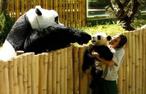 Po, Oso Panda Del Zoológico De Madrid