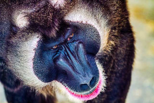 Animales Zoo Barcelona