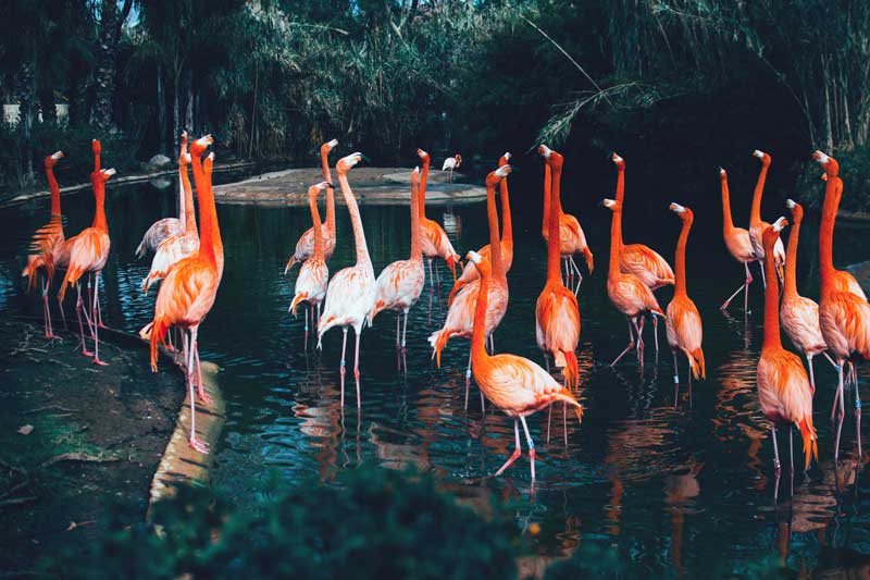 Barcelona zoo entradas