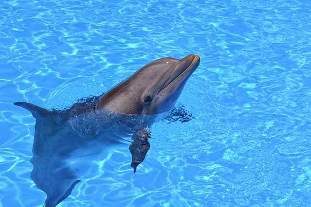 Delfines Zoo Barcelona