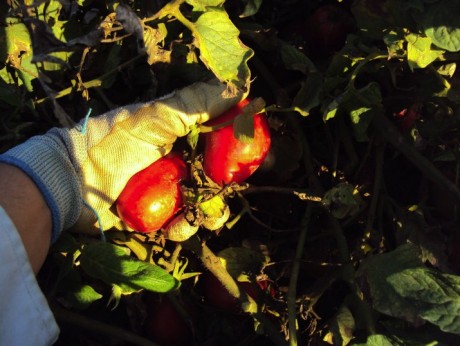 Tomates Ecologicos