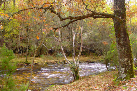 Bosque El Hayedo De Montejo De La Sierra