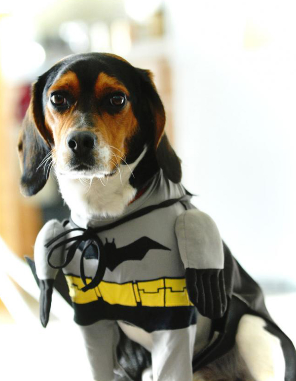 Disfraz De Batman Mascotas