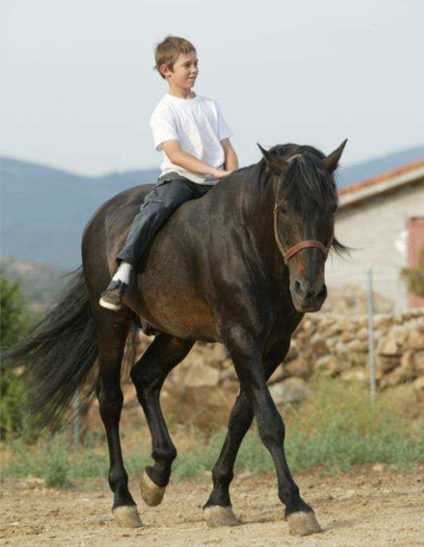 Niños Y Caballos