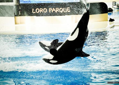 Loro Parque