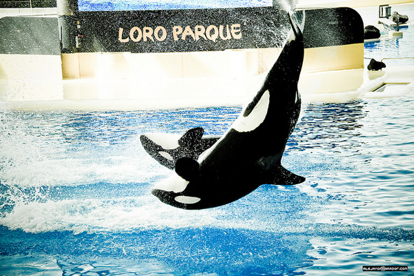 Loro parque