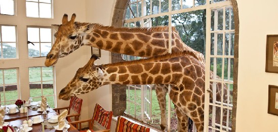 Giraffe Manor Hotel Con Jirafas