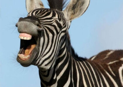 Chistes Cortos Para Niños