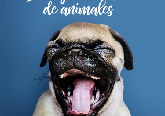 chistes de animales