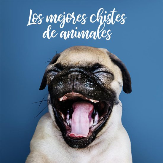 chistes de animales
