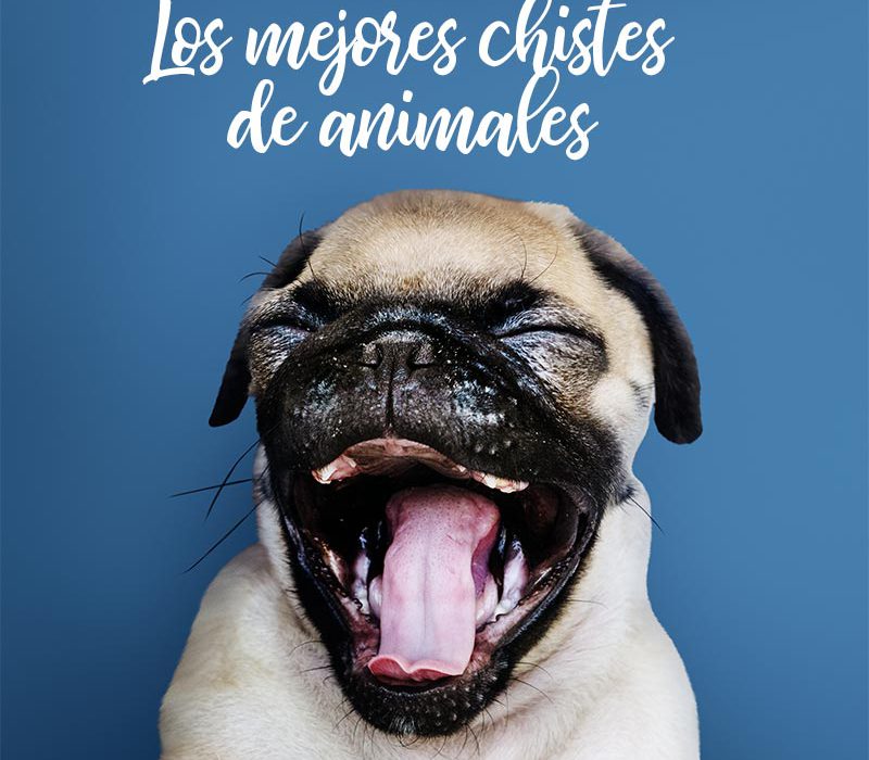 chistes de animales