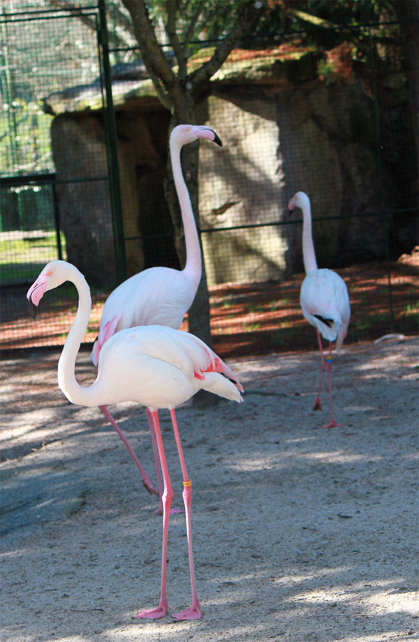 Avifauna, Excursión Con Niños En Lugo