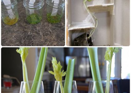 3 Experimentos Infantiles Con Plantas