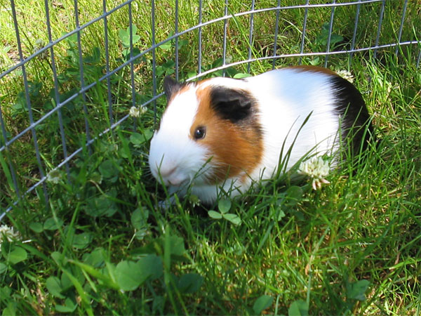 Mascotas Pequeñas: Cerdito De Guinea