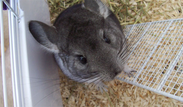 Mascotas Pequeñas: Chinchillas