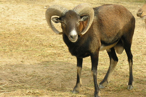 Zoo Terra Natura Benidorm