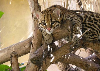 Terra Natura Benidorm Con Niños