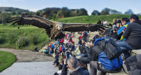 Aves Rapaces Cabarceno Cantabria