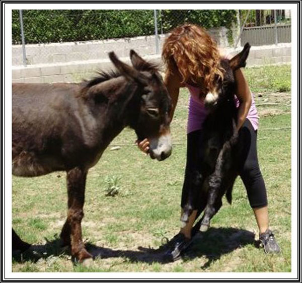 Burrolandia En Madrid