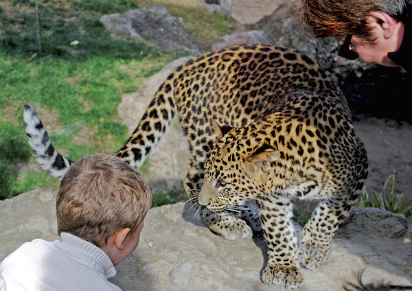 animales en semilibertad