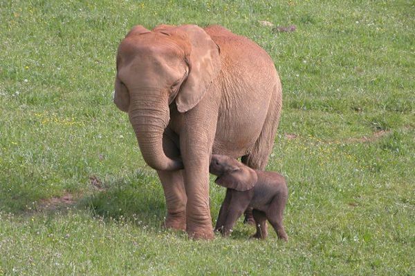 Planes Con Niños, Animales En Semilibertad