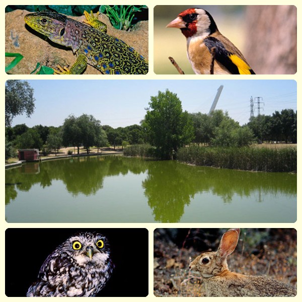 Parque Del Alamillo, Actividades En Sevilla