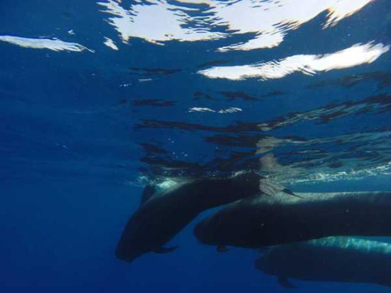 Excursión con niños en Tenerife