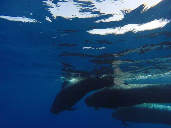 Excursión con niños en Tenerife