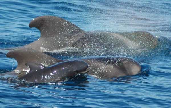 Tenerife Con Niños: Ver Ballenas Y Delfines