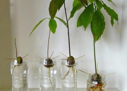 Experimentos Caseros