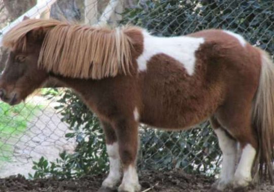 Aprender a montar a caballo en Parc del Castell de l Oreneta, Barcelona