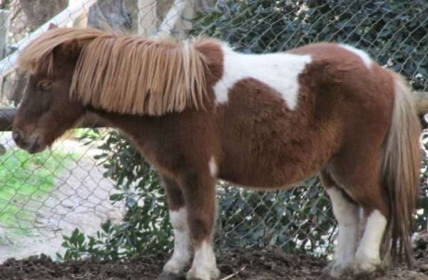 Aprender a montar a caballo en Parc del Castell de l Oreneta, Barcelona