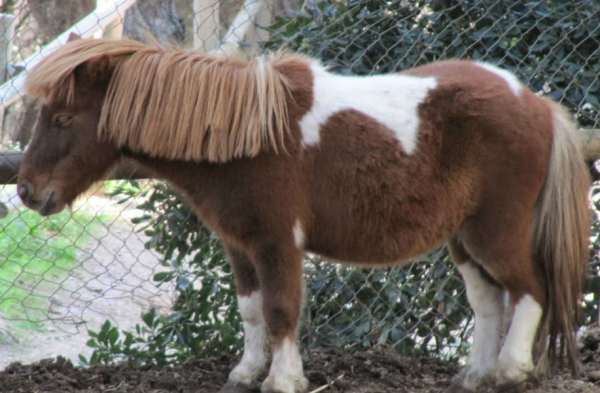 Aprender a montar a caballo en Parc del Castell de l Oreneta, Barcelona