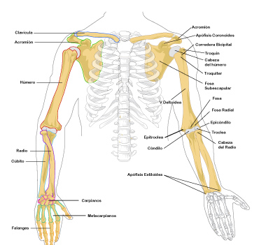 Huesos Del Cuerpo