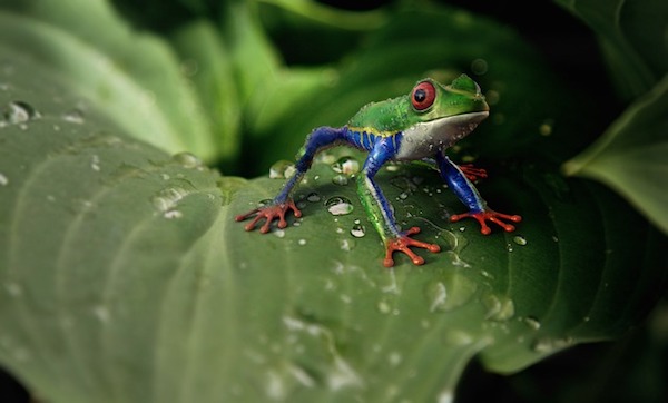 Animales Anfibios