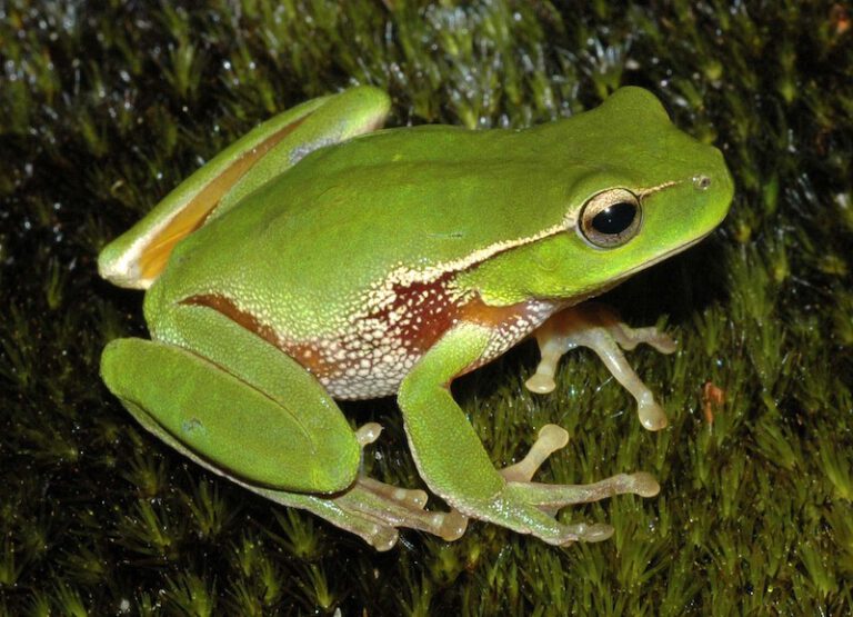 Anfibios, ¿qué animales son? - Pequeocio