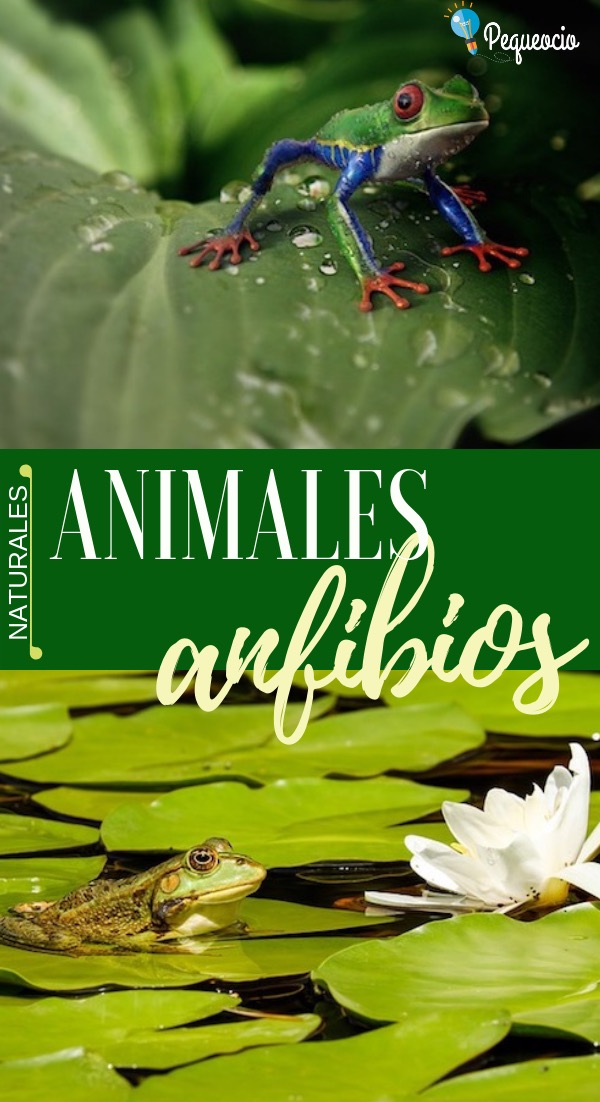 Animales Anfibios Caracteristicas