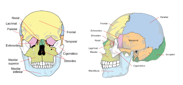 Huesos Del Cráneo