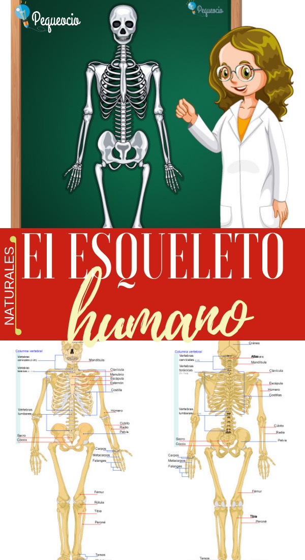 Esqueleto Humano 4