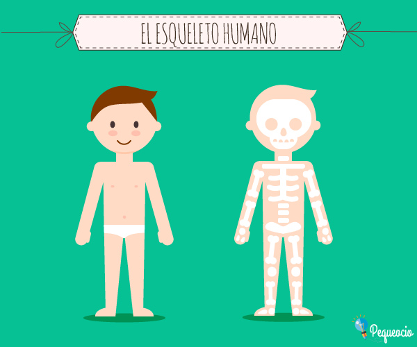 El esqueleto humano