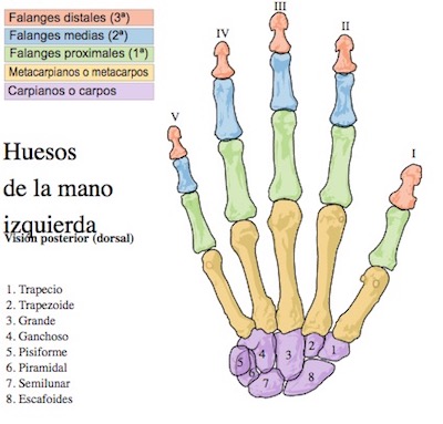 Esqueleto