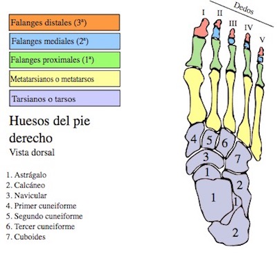 Huesos Del Cuerpo